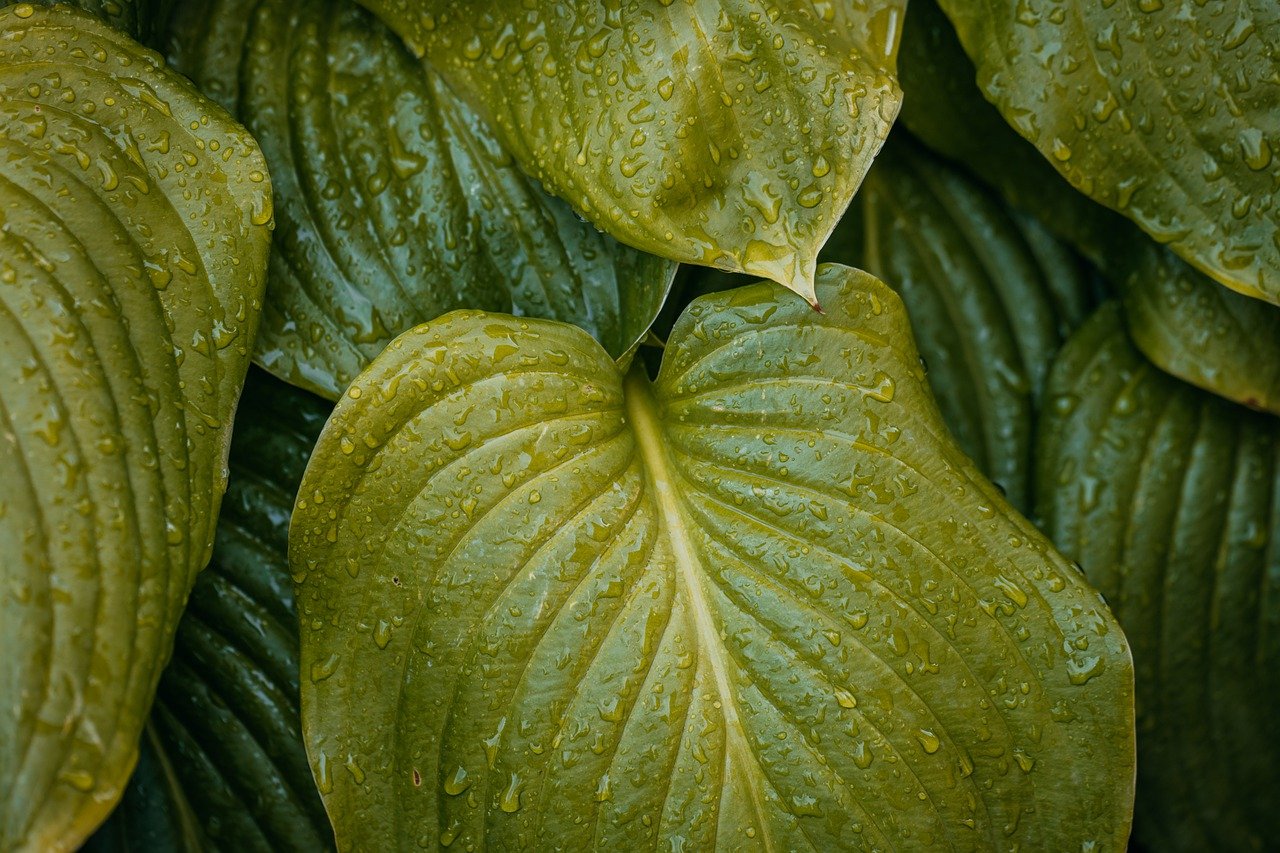 Best Tips for Creating a Sustainable Garden